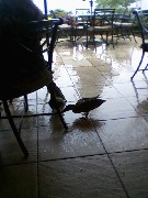 Us; Canandaigua; Canandaigua Inn on the Lake- ducks